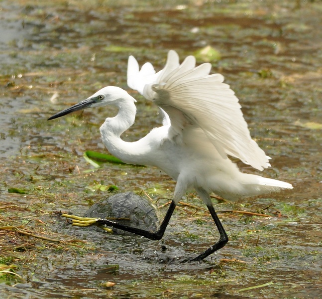 Avifauna humor